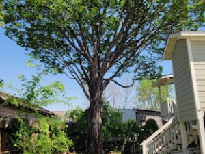 Trees 101 - Based out of Houston, TX